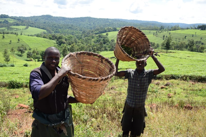 Teepfluecker uganda meinewelt reisen