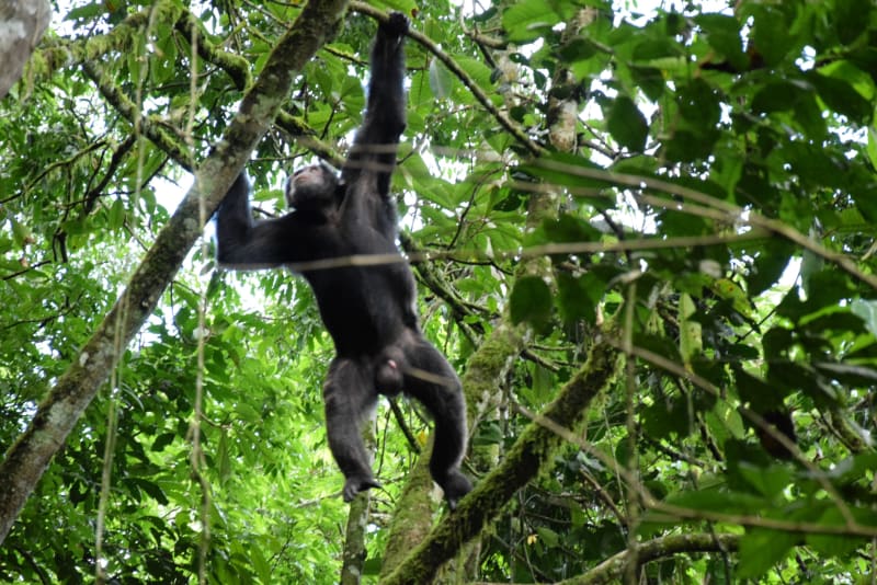 Schimpanse Gombe Nationalpark