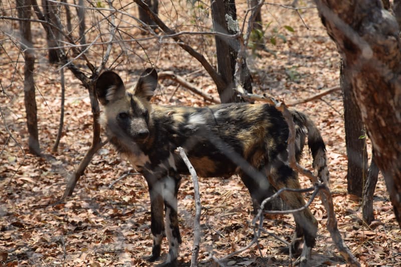 Wildhunde Afrika