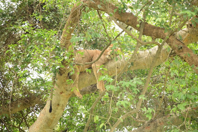 Baumkletternde Loewen im Lake Manyara Nationalpark