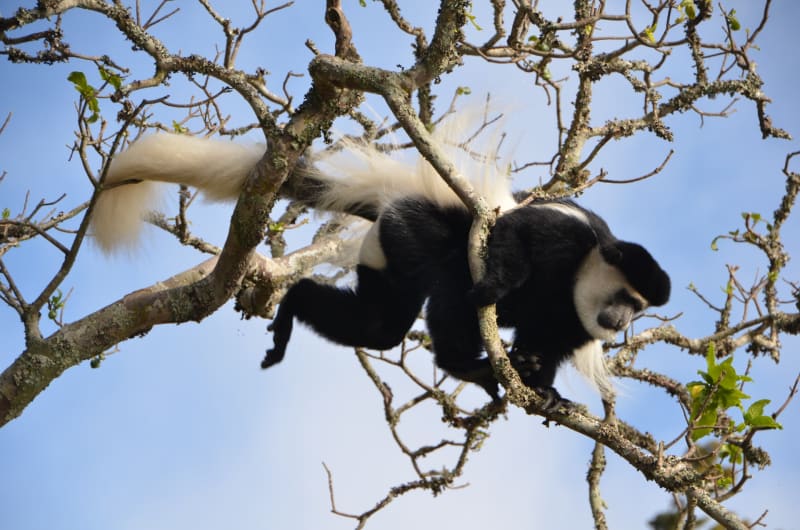 Colobusaffe Lemoshoroute Tansania