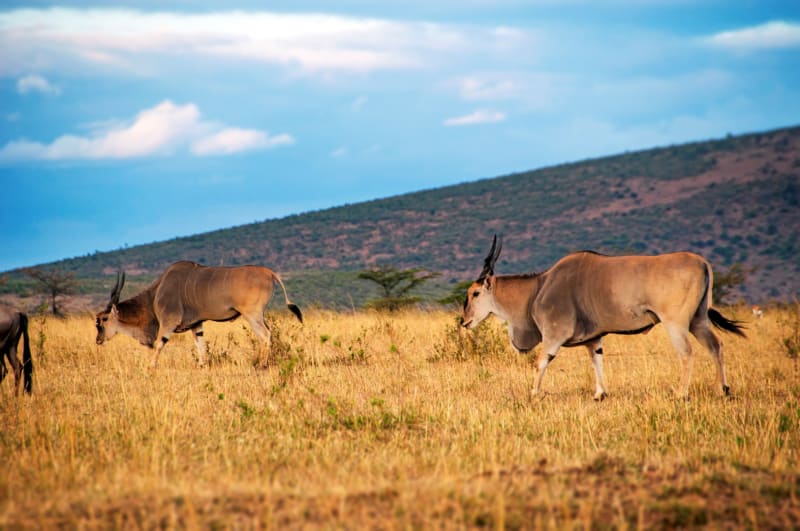 eland tansania