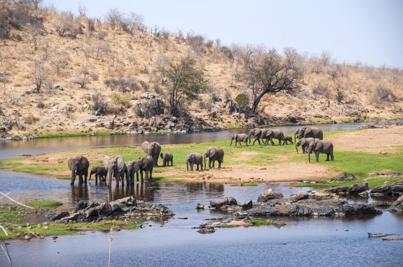 elefanten tarangire fluss