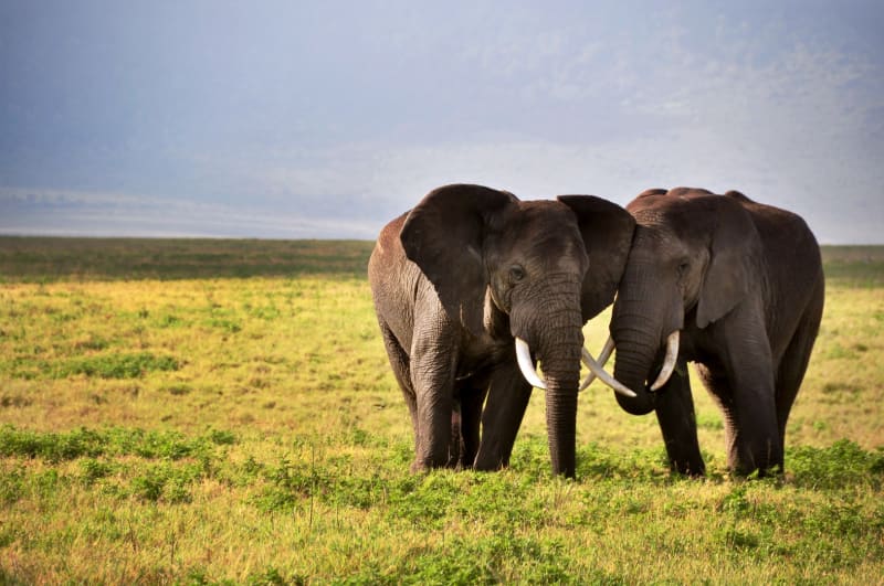 Elephanten in Zweisamkeit