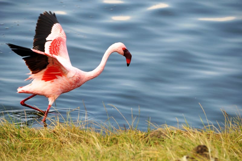 flamingo tansania
