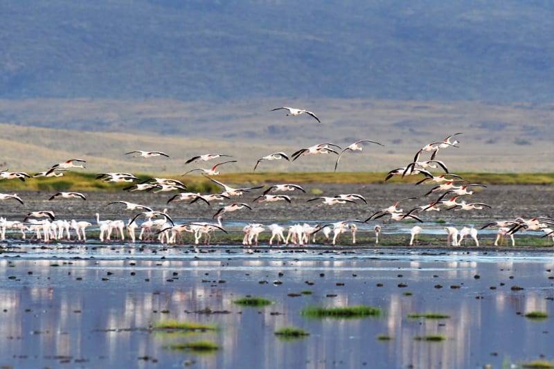Flamingos Tansania Lake Natron
