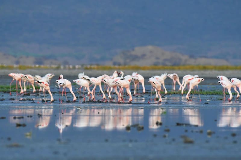 Flamingos Lake Esay Tansania
