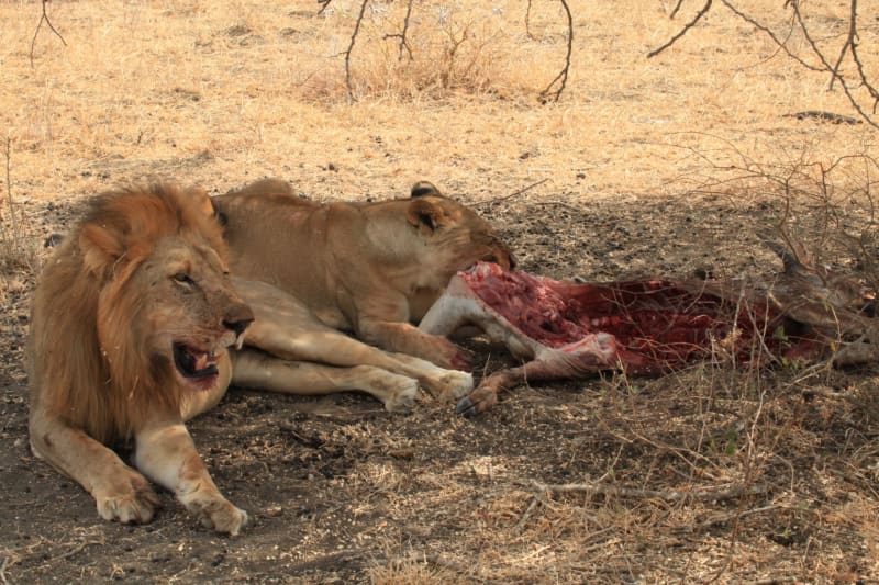 loewen selous tansania