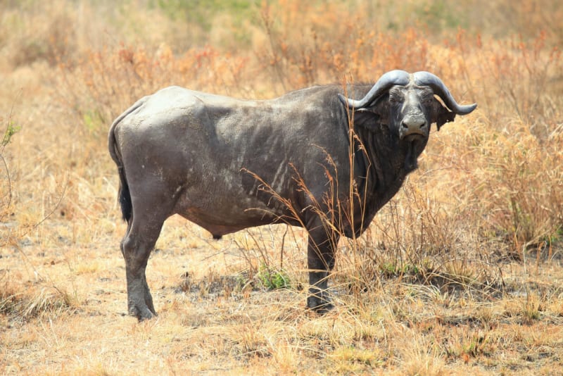 lonlely Buffalo auf Meine Kilimandscharo Reisen