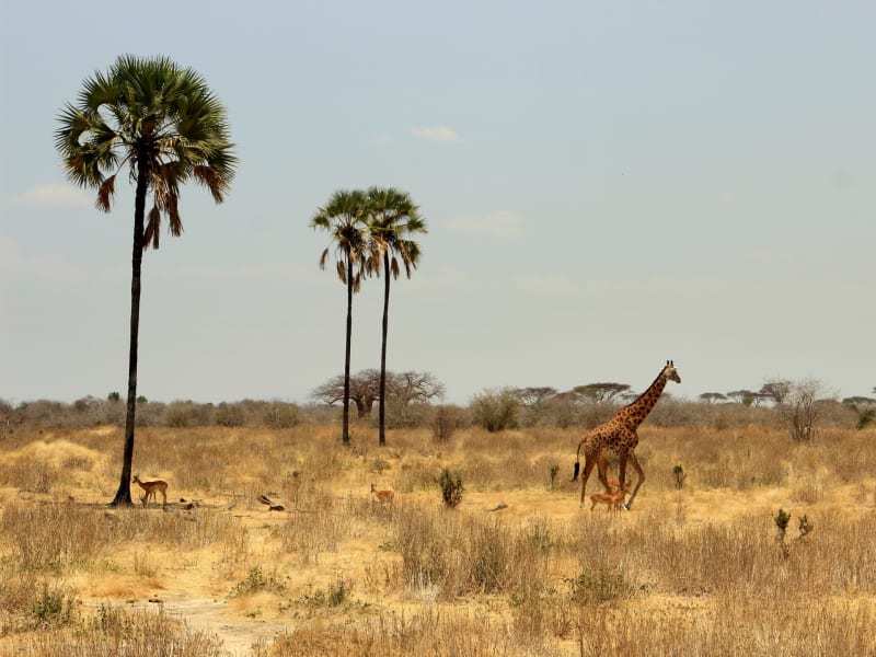 Ruaha Nationalpark Tansania meinewelt reisen