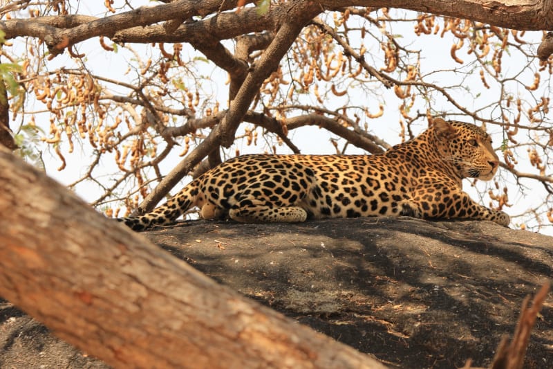 leopard tansania