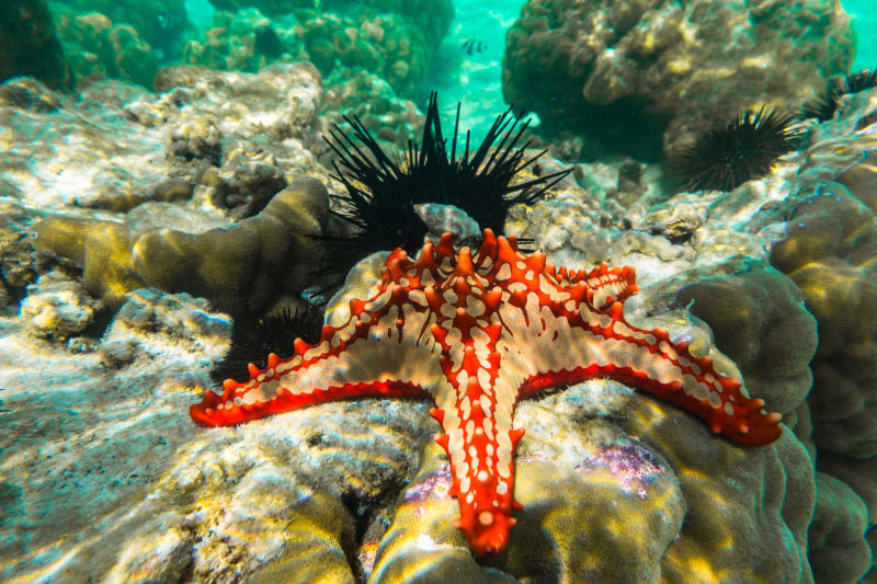 Unterwasserwelt Sansibar