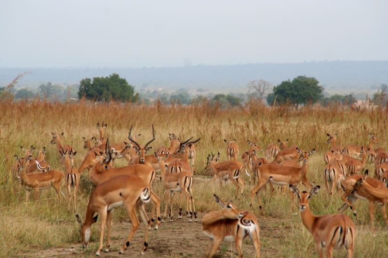 Impalas in der Serengeti