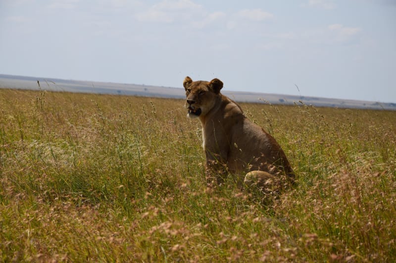 klassiker safari sansibar meineweltreisen