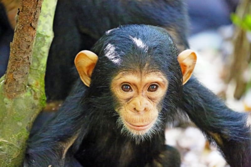 KungweChimps meinewelt reisen