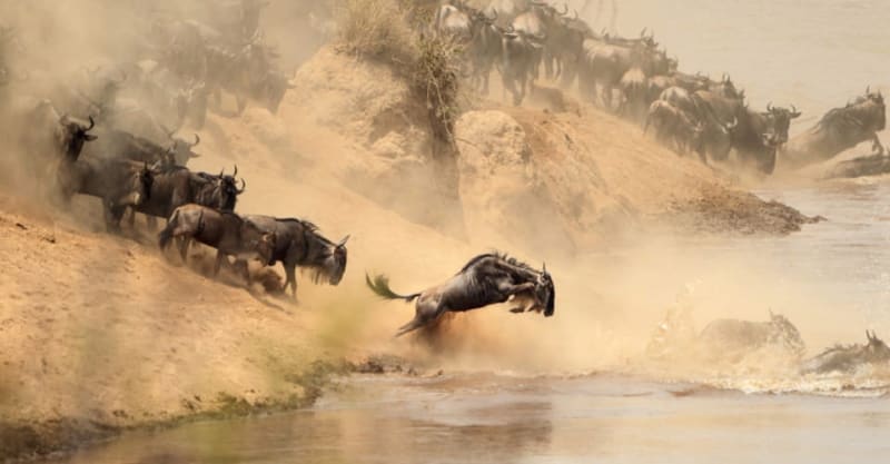 Mara River migration wildebeest