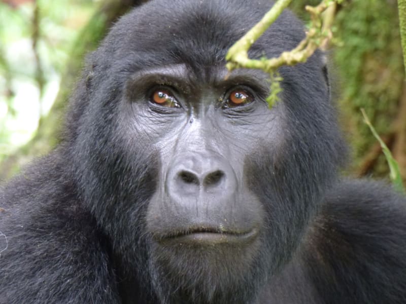 Silberruecken uganda meinewelt reisen