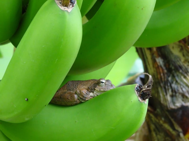 banana tanzania malawi meinewelt reisen