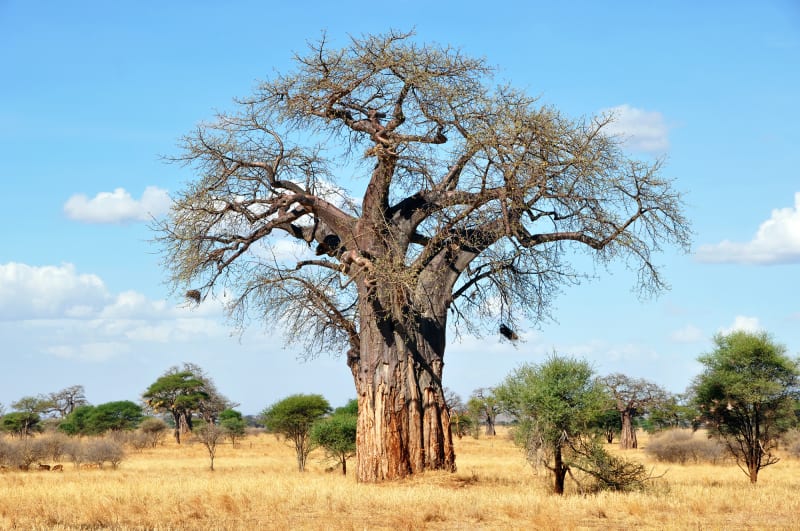 Leberwurstbaum in Tansania