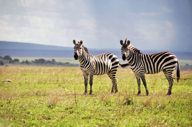 zebras ngorongoro krater