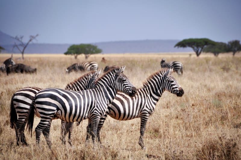 Zebras Meine Kilimandscharo Reisen