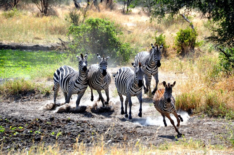 Zebras Tansania Tarangire