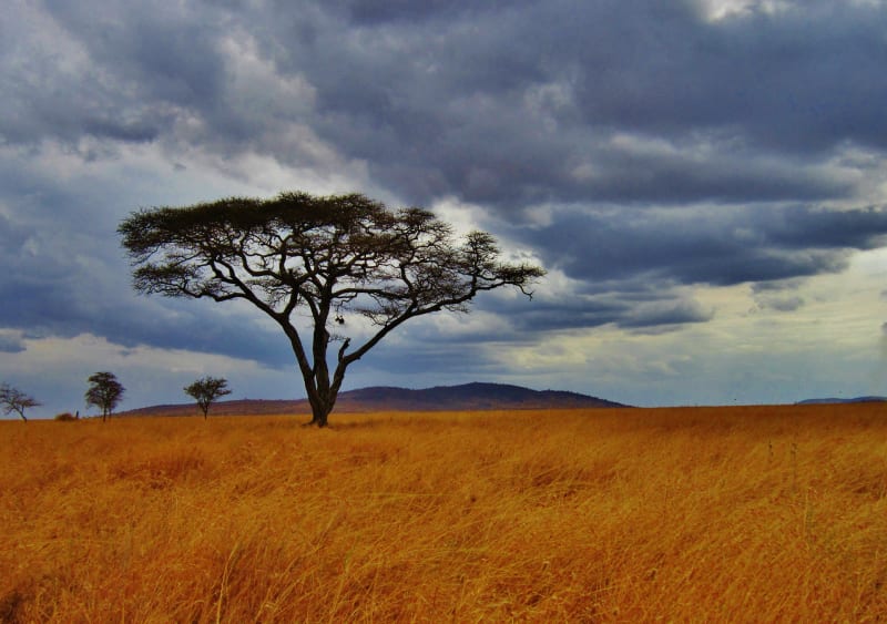 Serengeti regen savanne Tansania