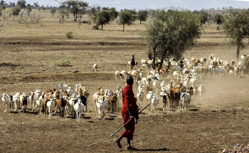 maasai herdsman 802888 1920