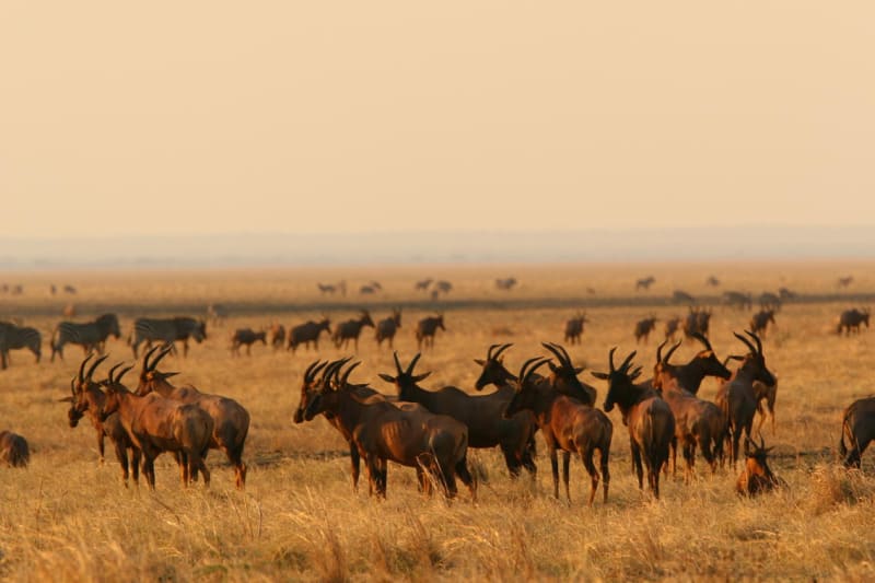 wildtiere safari tansania
