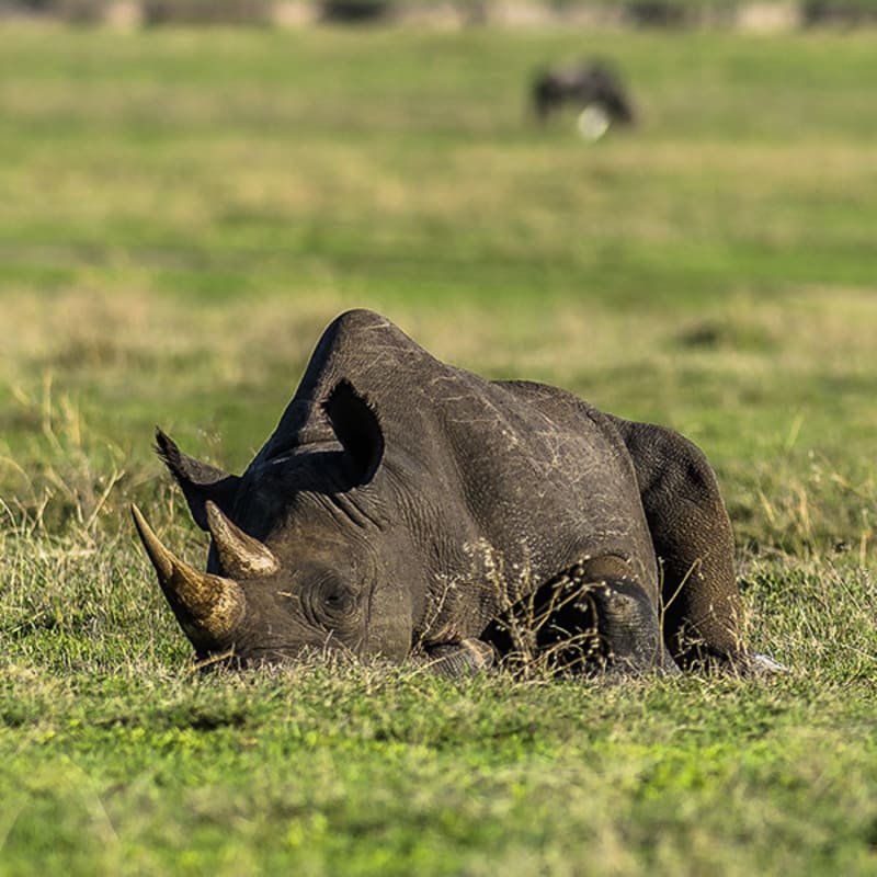 ngorongoro crater black rhino Tansania