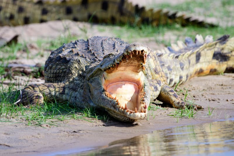 Krokodil Grumeti River