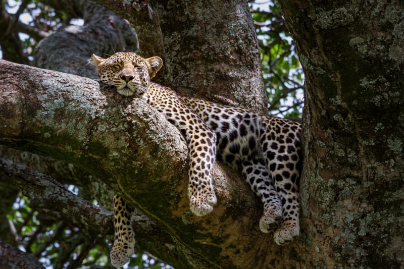 Leopard Manyara Nationalpark
