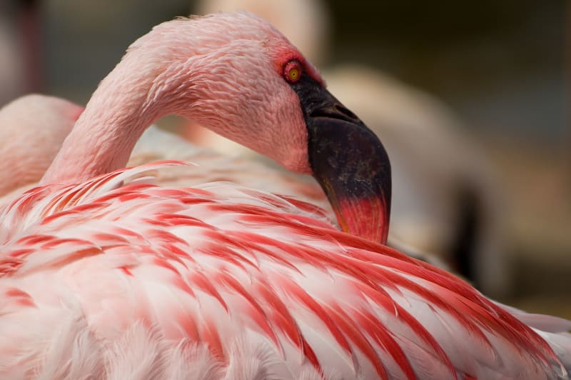 Flamingo Lake Nakuro