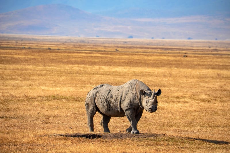 Black rhino Ngorongoro Krater