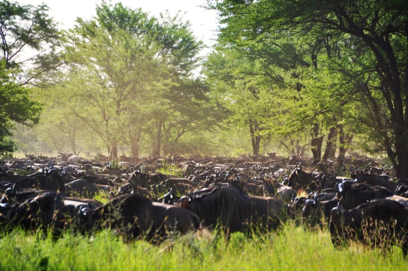 Grosse Migration Tansania Serengeti