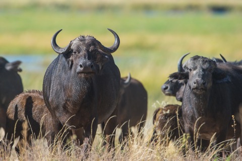 Büffelherden im Chobe Nationalpark
