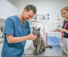 דלקת עיניים חתולים