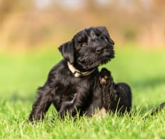 כלב שצריך טיפול בפרעושים