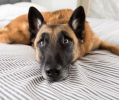 רועה בלגי מאולף