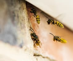 הדברת צרעות מחיר