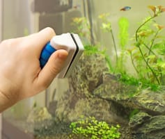 ניקוי אקווריום במגנט