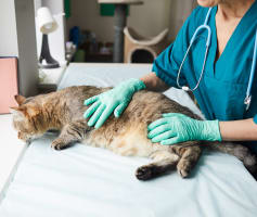 חתול אצל וטרינר בעקבות הקאת אוכל לא מעוכל