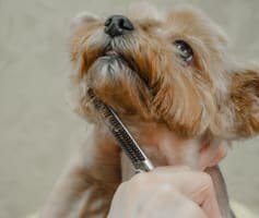 תספורת ליורקשייר