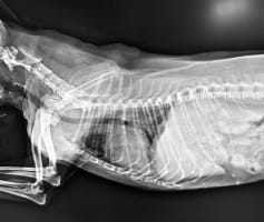 צילום לאבחון פריצת דיסק אצל כלב