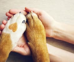 איך מחליטים להרדים כלב