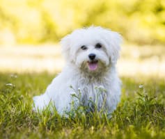 כלב מגזע מלטז