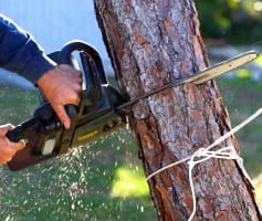 כריתת עץ בגינה פרטית