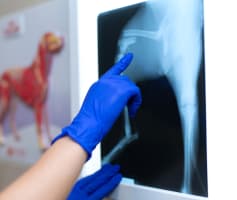 צילום רנטגן לכלב