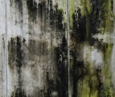 עובש בקיר חיצוני