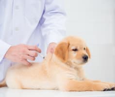 חיסון לכלב מחיר